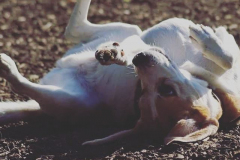 14659430_1604000499904420_4143338608100638720_n