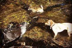 14704944_901318873336947_1491208852715077632_n