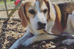 18161621_133024947242424_7455614895694807040_n