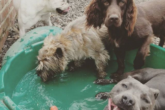 18162063_1874117412863077_8259619046790529024_n