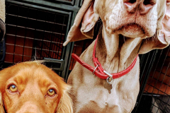 21041395_1077580762378418_6814036911561113600_n1