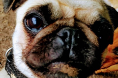 21372612_1955805094687784_5740623450695794688_n