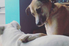 22157720_772988976238280_233255593626828800_n