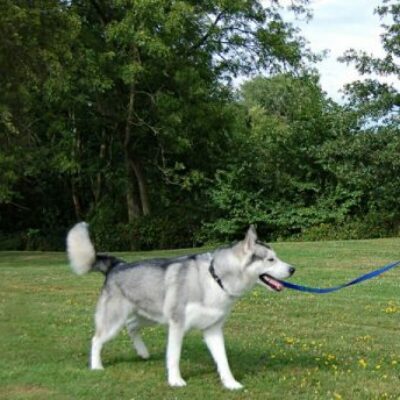 dog services south east