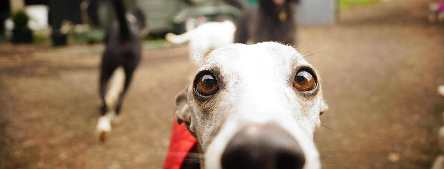 doggy day care london